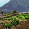 la-laguna-reactiva-el-banco-de-tierras-para-recuperar-las-zonas-de-cultivo